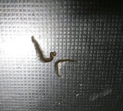 アニサキス付ヒラスズキ