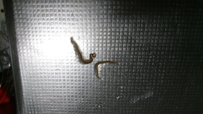 アニサキス付ヒラスズキ