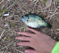 昼間からギル釣り