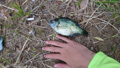 昼間からギル釣り