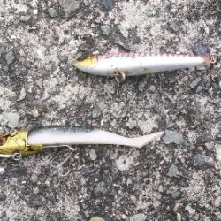 5月4日朝練。渋いながらもシーバスゲット！