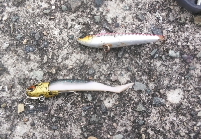 5月4日朝練。渋いながらもシーバスゲット！