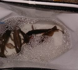 今宵もメバリング