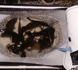 今宵もメバリング