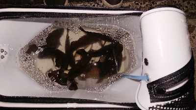 今宵もメバリング