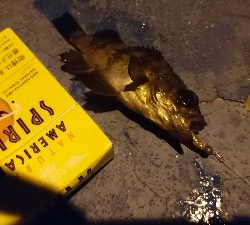 物足りない釣果