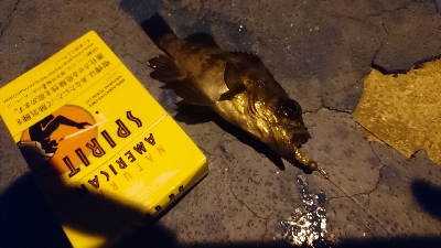 物足りない釣果