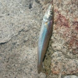 KISS キス 鱚♪ KISS キス 鱚♪