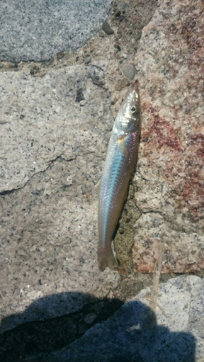 KISS キス 鱚♪ KISS キス 鱚♪…