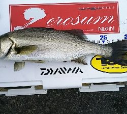 短時間の連チャン