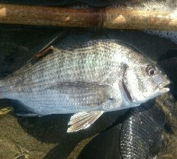 鰈なるチヌに鱚！