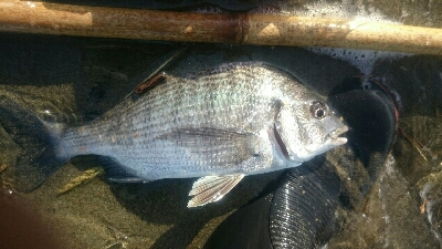 鰈なるチヌに鱚！