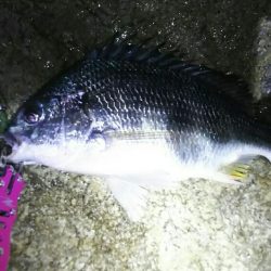 今年初チニング