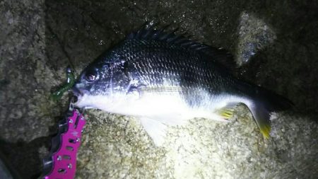 今年初チニング