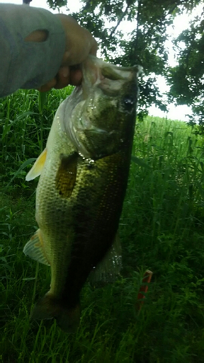 多々良沼オカッパリ釣行