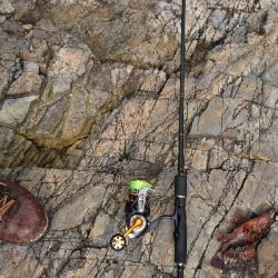 初  春イカ ゲット