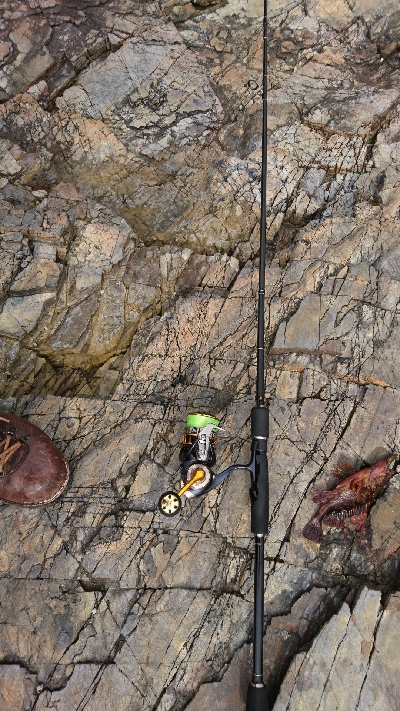 初  春イカ ゲット