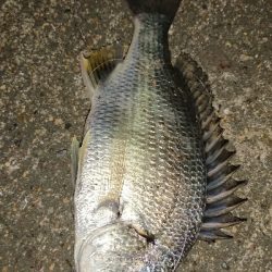 タケノコメバリング