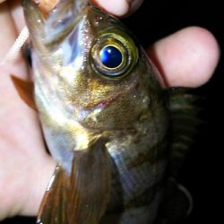 今日こそアジを！