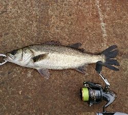 ハプニング後にシーバス