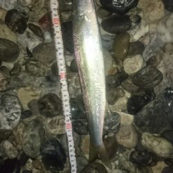 仁淀川河口サーフ ショアジギング