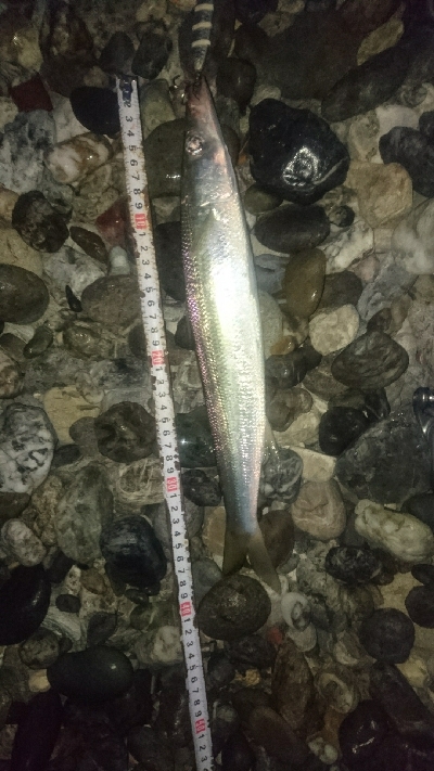 仁淀川河口サーフ ショアジギング