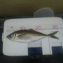 サビキ釣りにて珍客