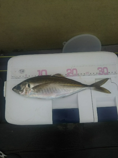 サビキ釣りにて珍客