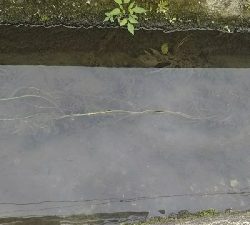 テナガエビなのか…？