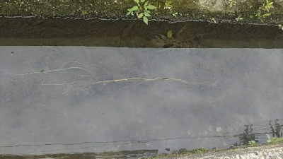 テナガエビなのか…？