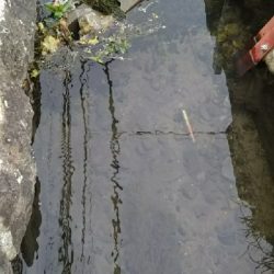 アタリは有るが…