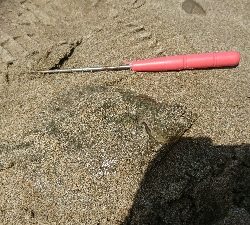 キスはどこに行った…