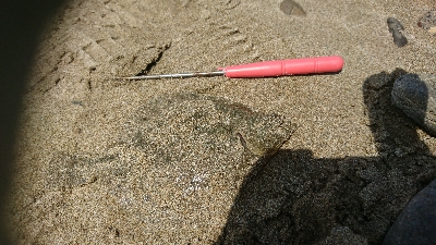 キスはどこに行った…