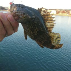 今朝の釣果