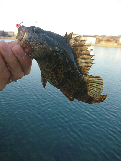 今朝の釣果