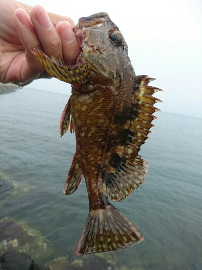 今朝の釣果