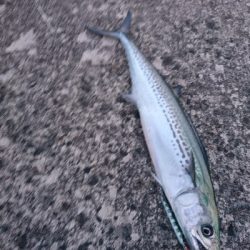 メタルジグにて