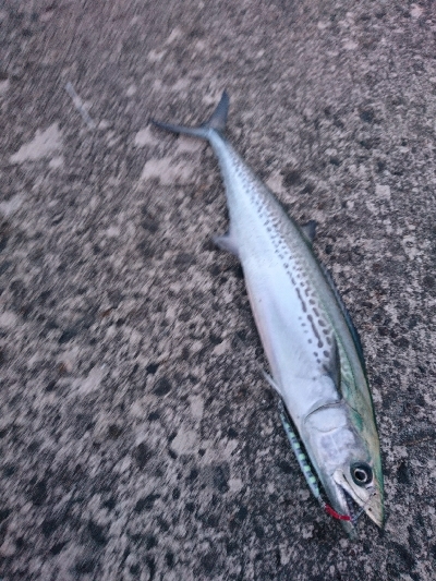 メタルジグにて