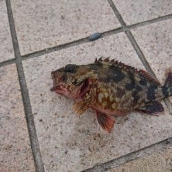 ホタルイカのぶっこみ釣り