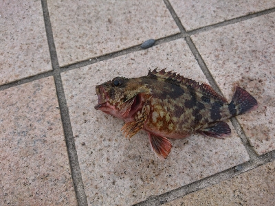 ホタルイカのぶっこみ釣り