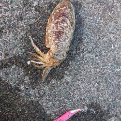 どれも本命‼️