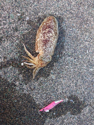 どれも本命‼️