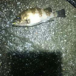 雨にも負けず。