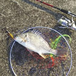 ジグでクロダイ