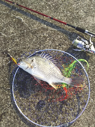 ジグでクロダイ