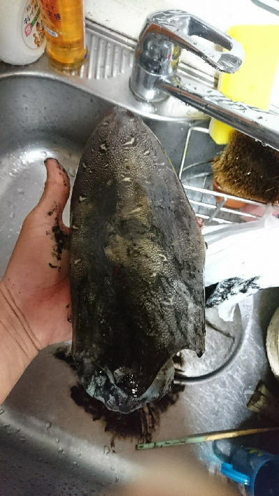 ライトエギング中にまさかの…！！