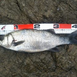 地磯でヒラスズキ