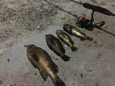 ナイトメバリング