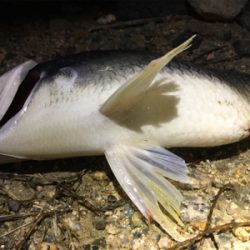 淀川ブリームゲーム 爆釣