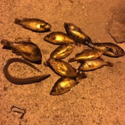 ぼちぼちメバル釣り